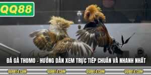 Đá Gà Thomo - Hướng Dẫn Xem Trực Tiếp Chuẩn Và Nhanh Nhất