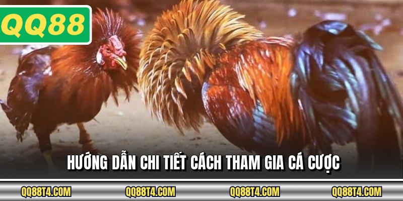 Hướng dẫn chi tiết cách tham gia cá cược